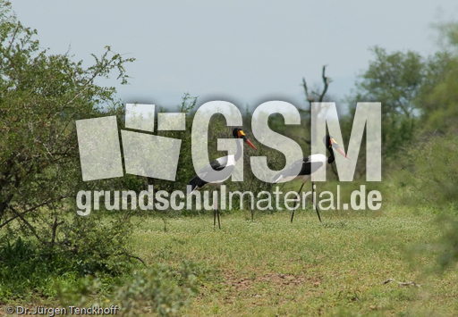 Sattelstorch (8 von 9).jpg